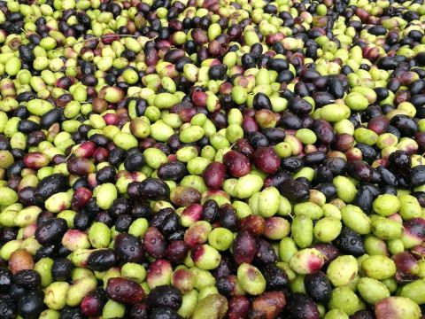 چرا زیتون از محصولات مهم کشور مراکش است؟ نگاهی به گنج سبز شمال آفریقا
